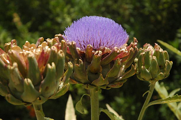 istock Flowers Garden in California 508701393