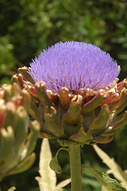 istock Flowers Garden in California 508701395