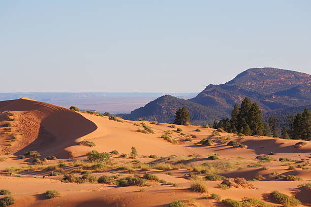 istock Low bushes and orange sand 508701408