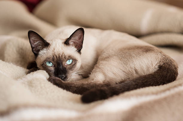 gatto siamese sdraiato sul letto - gatto di razza foto e immagini stock