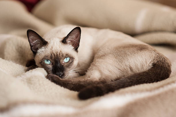 kot syjamski pozycji leżącej na łóżku - purebred cat zdjęcia i obrazy z banku zdjęć