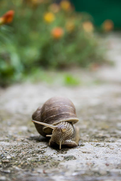 istock Snail in the garden 508702807