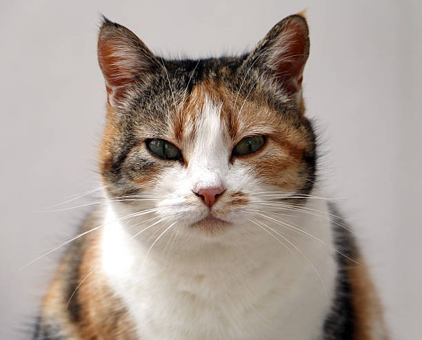 istock Close-up of domestic cat 508703690