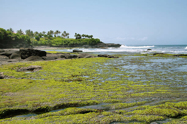 Lush seascape in the surroundings of Pura Tanah Lot Temple in Bali, Indonesia.