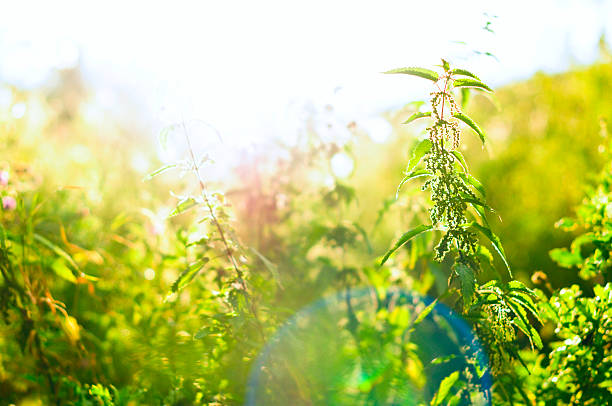 Meadow nettles in sunset