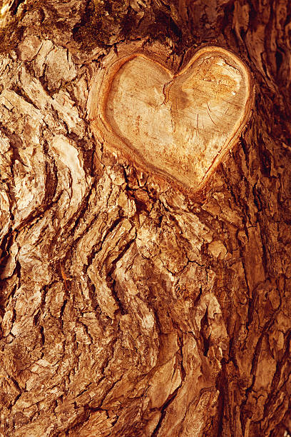 istock Forest brown wooden background. Texture forest wooden tree bark 508704011