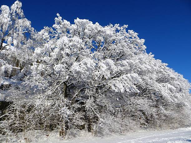 istock Tree Forest covered by Snow in Winter Landscape 508704042