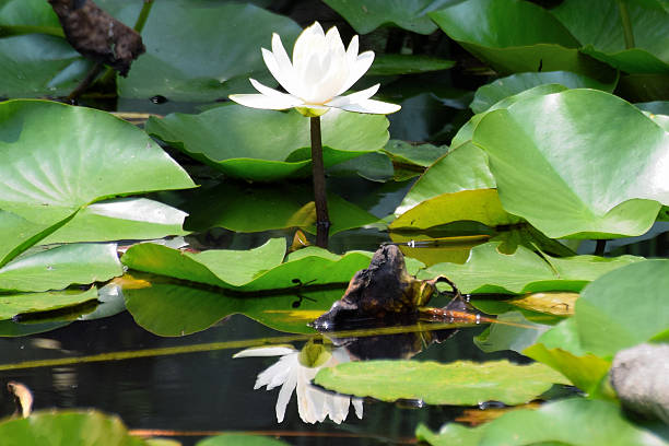 istock White Lotus in Japanese Pond 508704172