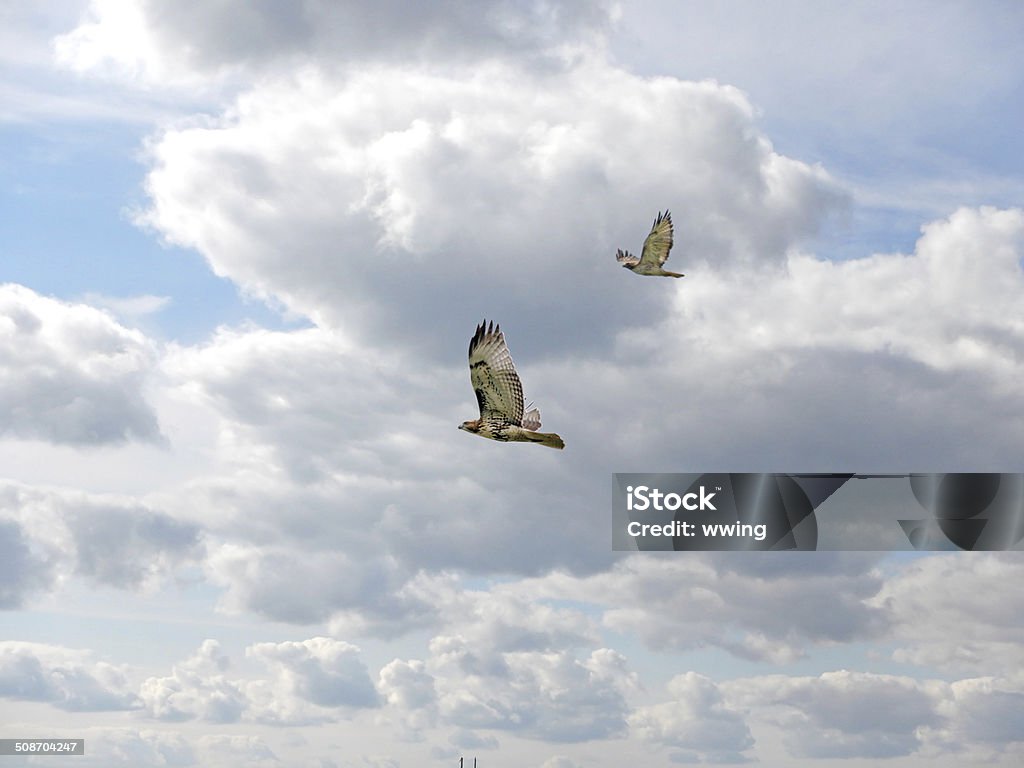 Soaring Swainson's Hawks A female Swainson's Hawk and one its  fledglings soaring under a partly clouded sky. Animal Stock Photo