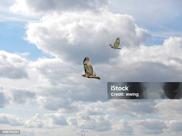 Soaring Swainsons Hawks Stock Photo - Download Image Now - Animal, Animal Wildlife, Animals In The Wild