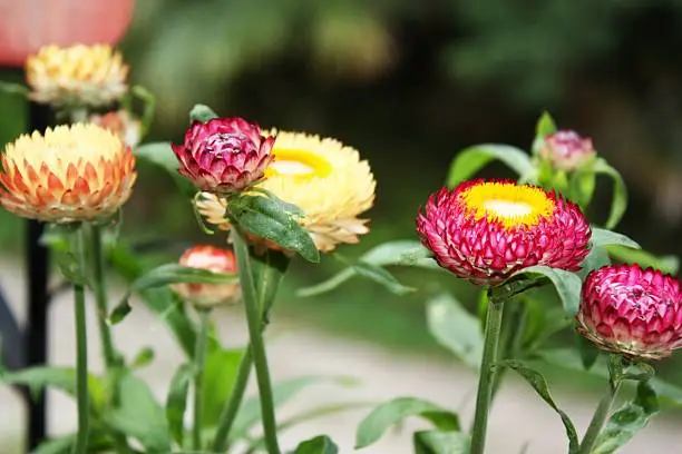 purple yellow strawflowers in the garden