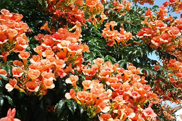 garden hedge with orange blossoms of Campsis radicans