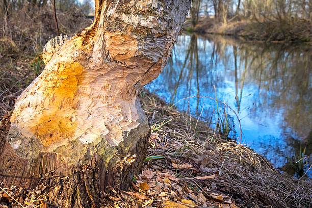 istock Work of a beaver in forest. 508705194