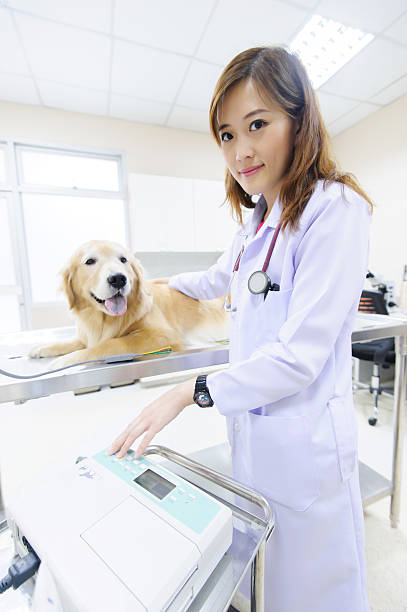 istock veterinarian examining cute golden retriever 508705317
