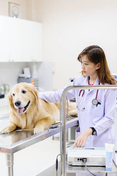 istock veterinarian examining cute golden retriever 508705319