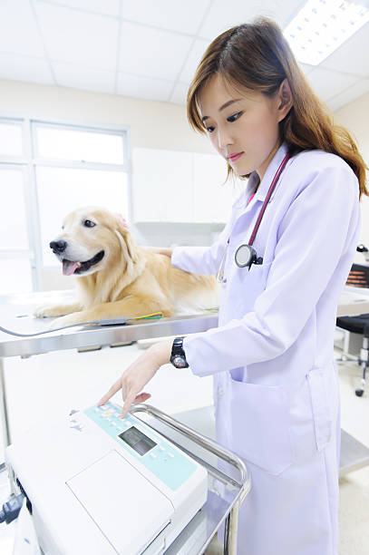 istock veterinarian examining cute golden retriever 508705323