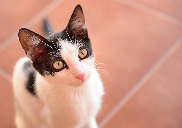 Begging cat stock photo