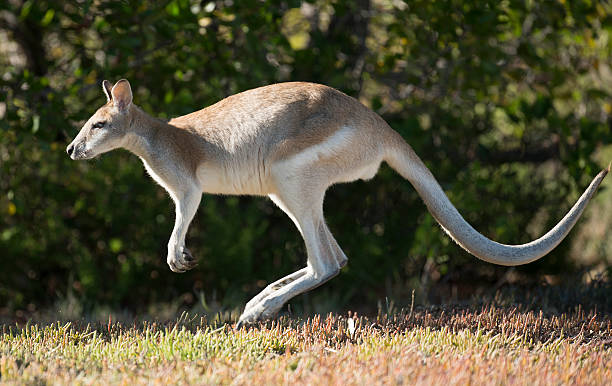 валлаби - agile wallaby стоковые фото и изображения