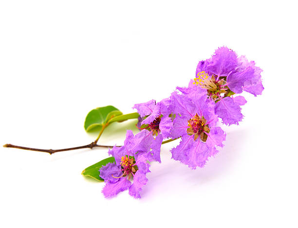 istock Purple flowers of Bungor 508705997