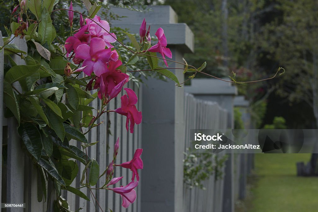 Foto de Allamanda Flores Roxas De Um Muro e mais fotos de stock de Muro -  Muro, Vermelho, Alamanda - iStock