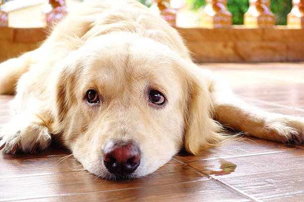 istock Cute Golden Retriever Dog 508706668
