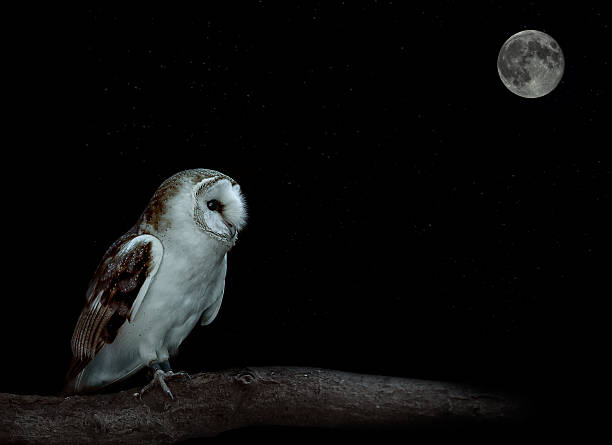 coruja-das-torres - night perching owl imagens e fotografias de stock