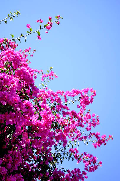 istock pink flowers and the sky 508706959