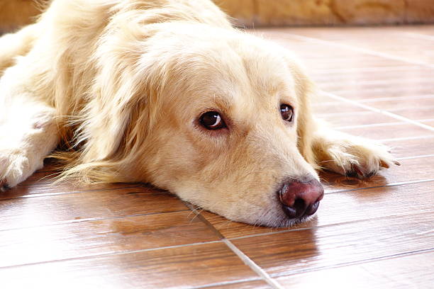 istock Lonely Golden Retriever Dog 508707298