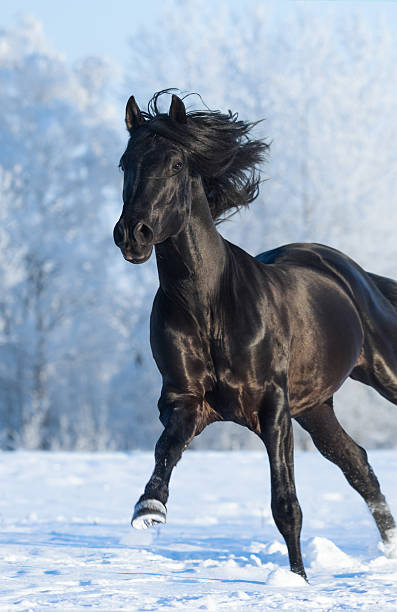 istock Black purebred stallion running fast gallop 508707552
