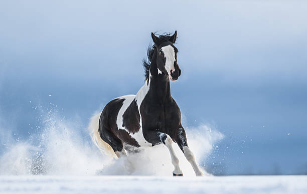 istock Galloping American Paint horse in snow 508707622