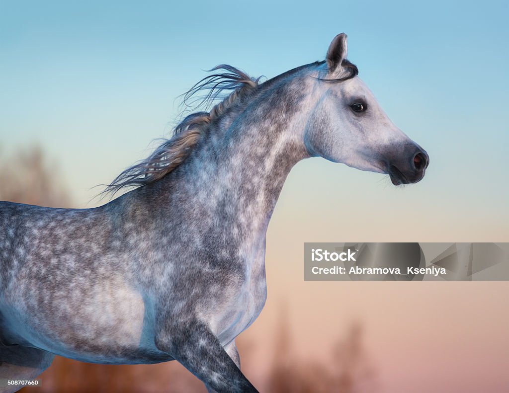 Gray purebred Arabian horse on background of evening sky Portrait of gray purebred Arabian horse on background of evening sky Arabian Horse Stock Photo