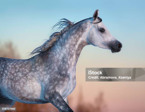 Gray Purebred Arabian Horse On Background Of Evening Sky Stock Photo - Download Image Now