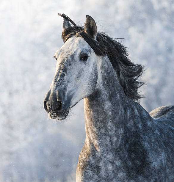 istock Grey purebred Spanish horse 508707680