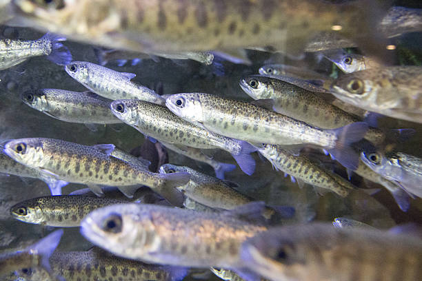 istock School of Coho Salmon 508707750