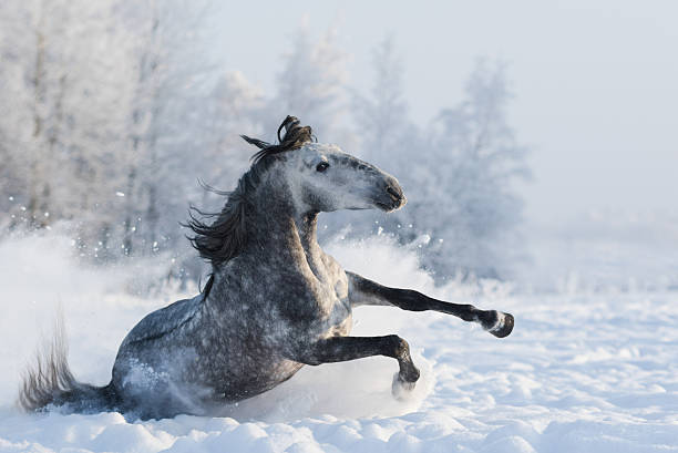 istock Grey purebred Spanish horse sliding on snow 508707760