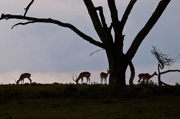 Photo of Antilopes in the dawn