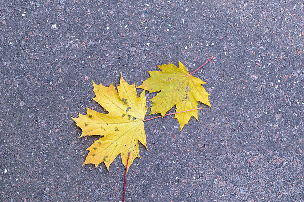istock Two yellow autumn maple leaves lie on the asphalt pavement 508708534