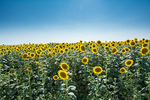istock Sunflower on the field 508708842