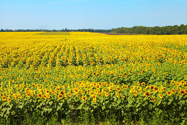 istock Field of blooming sunflowers 508710758