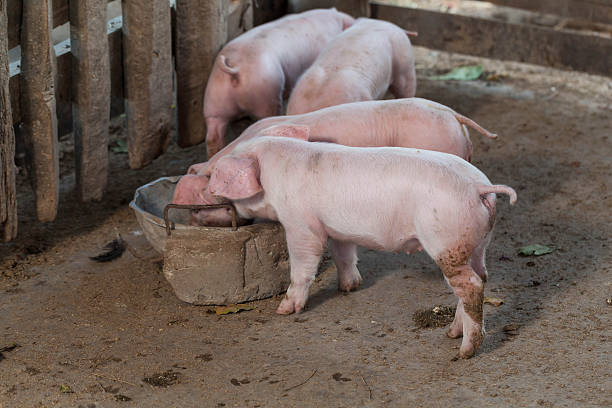 istock Pigs are brought together food stall 508711836
