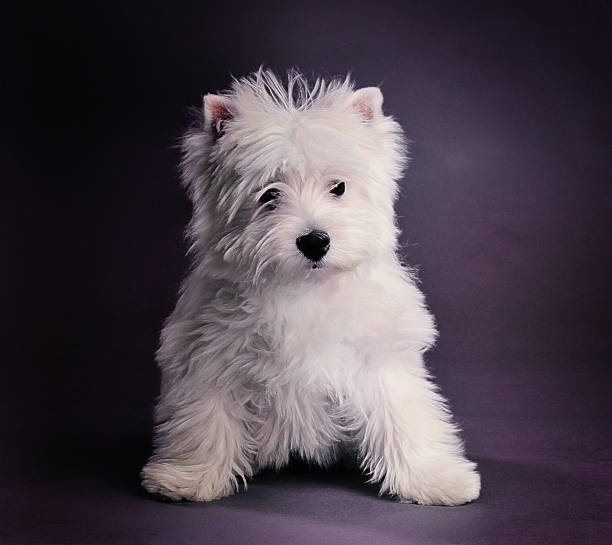 istock West highland terrier puppy 508711916
