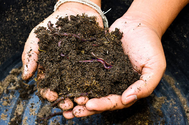 istock Earthworms and soil in hand 508712092