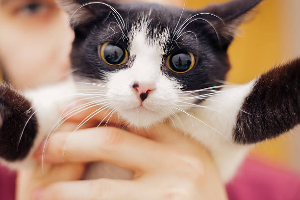 istock black white kitten with big eyes holding hands 508712282
