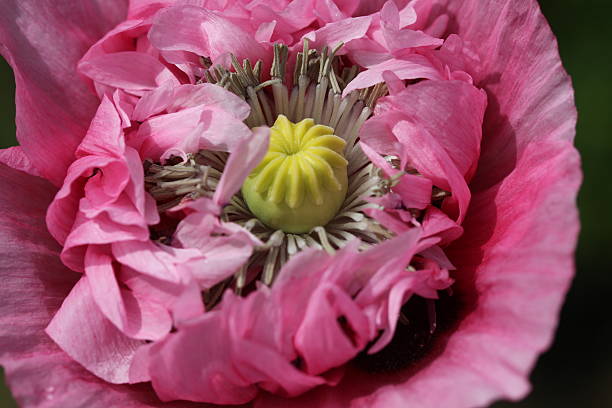 rosa silvestre de papoula - honeysuckle pink poppy flower plant - fotografias e filmes do acervo