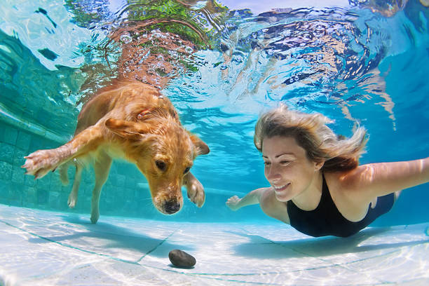 femme avec chien nager sous l'eau - dog pets healthy lifestyle cheerful photos et images de collection