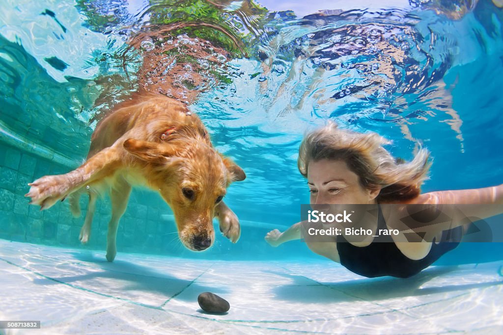 Woman with dog swimming underwater Smiley woman playing with fun and training golden retriever puppy in swimming pool - jump and dive underwater to retrieve stone. Active games with family pets and popular dog breeds like a companion. Dog Stock Photo