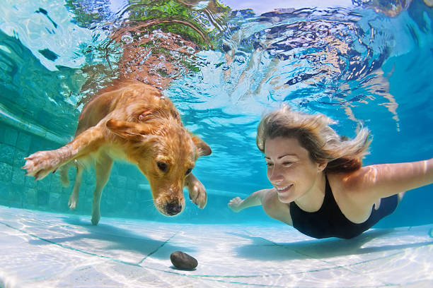 mulher com cão a nadar debaixo de água - swimming animal imagens e fotografias de stock