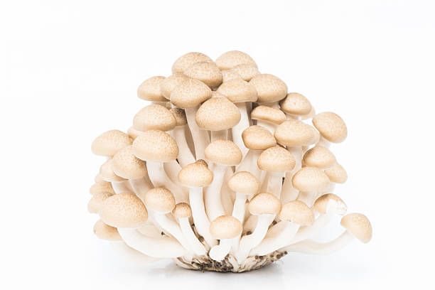 istock Shimeji mushroom on white 508724517
