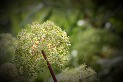 Umbel with seeds of a wild angelica (Angelica sylvestris). Vignetting was applied.