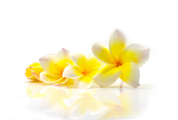 istock plumeria flower 508725463